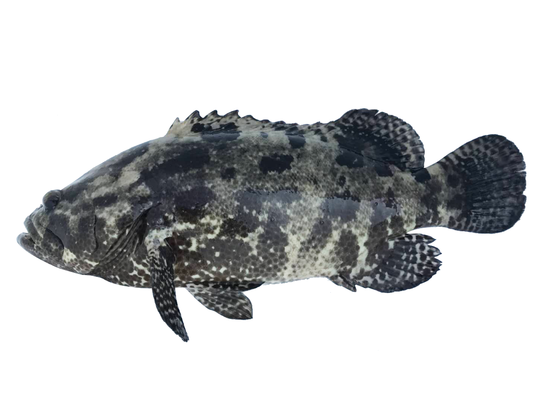 深海青斑鱼图片素材-编号24857333-图行天下